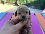 Bir Avuç Toy Poodle