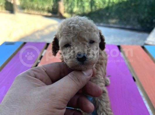 Bir Avuç Toy Poodle görsel