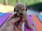 Bir avuç toy poodle