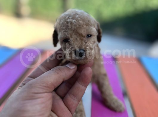 Bir Avuç Toy Poodle