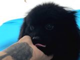 1 Yaşında Erkek Pomeranian Spitz Oğlum Carlos
