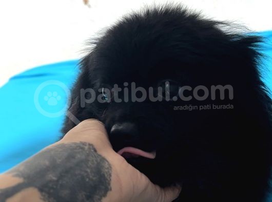 1 Yaşında Erkek Pomeranian Spitz Oğlum Carlos görsel