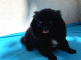 1 yaşında erkek pomeranian spitz oğlum carlos