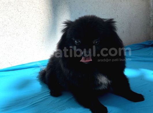 1 Yaşında Erkek Pomeranian Spitz Oğlum Carlos