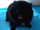 1 Yaşında Erkek Pomeranian Spitz Oğlum Carlos