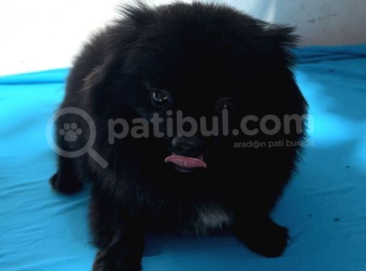 1 Yaşında Erkek Pomeranian Spitz Oğlum Carlos görsel