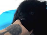 1 Yaşında Erkek Pomeranian Spitz Oğlum Carlos