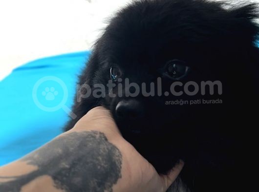 1 Yaşında Erkek Pomeranian Spitz Oğlum Carlos görsel