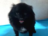 1 Yaşında Erkek Pomeranian Spitz Oğlum Carlos