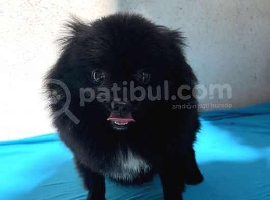 1 Yaşında Erkek Pomeranian Spitz Oğlum Carlos görsel