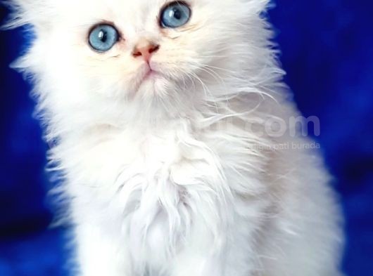 British Longhair Ns12 Silver