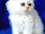 British Longhair Ns12 Silver