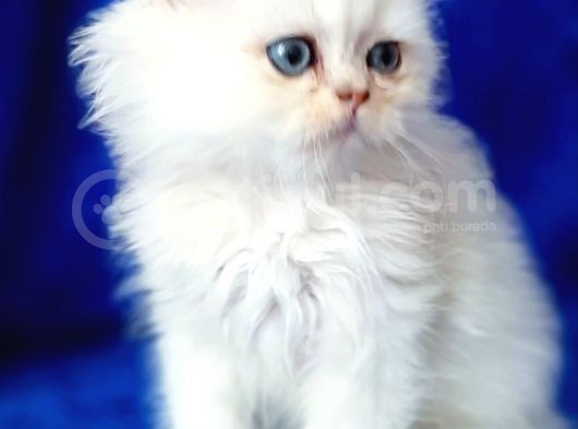 British Longhair Ns12 Silver görsel
