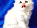 British Longhair Ns12 Silver