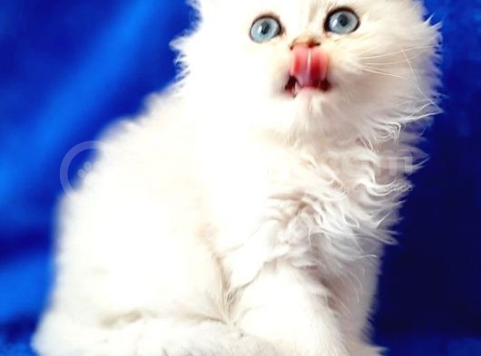 British Longhair Ns12 Silver görsel