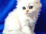 British Longhair Ns12 Silver