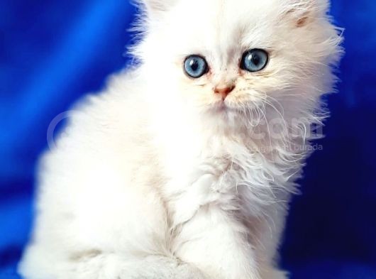 British Longhair Ns12 Silver görsel