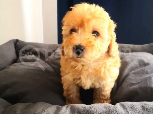 En Sağlikli Damizlik 4 Aylik Di̇şi̇ Toy Poodle görsel
