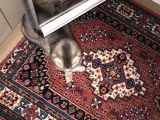 Scottish Fold Di̇şi̇