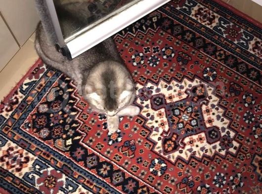 Scottish Fold Di̇şi̇ görsel
