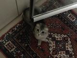 SCOTTISH FOLD DİŞİ