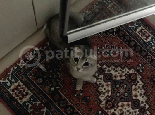 Scottish Fold Di̇şi̇