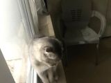 Scottish Fold Di̇şi̇