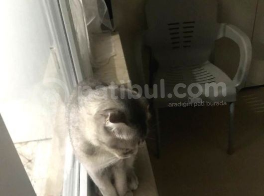 Scottish Fold Di̇şi̇ görsel