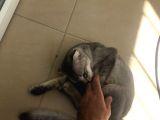 Scottish Fold Di̇şi̇