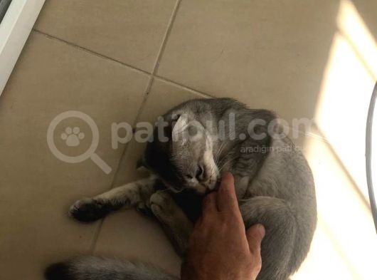 Scottish Fold Di̇şi̇ görsel