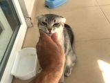 Scottish Fold Di̇şi̇