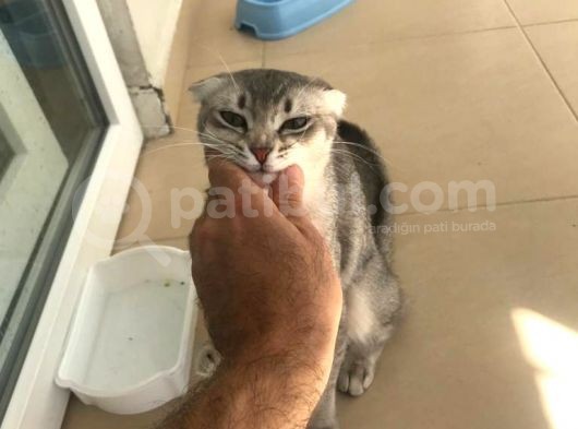 Scottish Fold Di̇şi̇ görsel