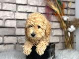 En Sevi̇mli̇ Secereli̇ Ve Show  Kali̇te Toy Poodle Yavrusu