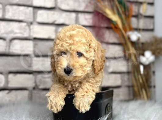 En Sevi̇mli̇ Secereli̇ Ve Show  Kali̇te Toy Poodle Yavrusu görsel