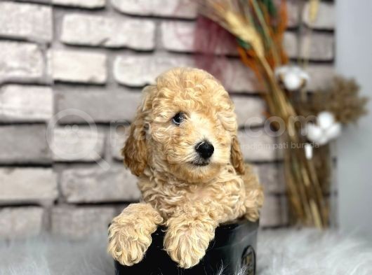 En Sevi̇mli̇ Secereli̇ Ve Show  Kali̇te Toy Poodle Yavrusu görsel