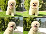 PRO KAN TEDDY FACE POMERANİAN YAVRULARIMIZ