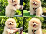 Pro Kan Teddy Face Pomerani̇an Yavrularimiz