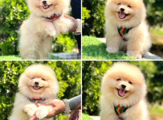Pro Kan Teddy Face Pomerani̇an Yavrularimiz görsel