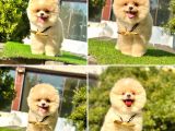 Pro Kan Teddy Face Pomerani̇an Yavrularimiz
