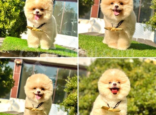 Pro Kan Teddy Face Pomerani̇an Yavrularimiz görsel