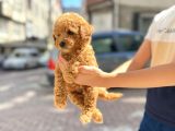 Muhteşem Toy Poodle Yavrularimiz