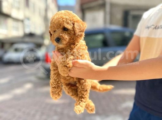 Muhteşem Toy Poodle Yavrularimiz görsel