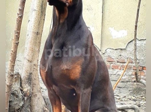 Efsane Doberman Yavrular görsel