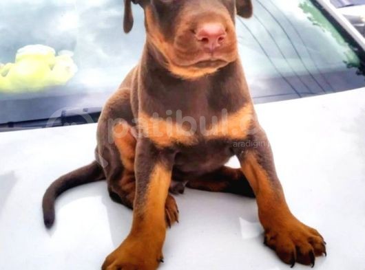 Efsane Doberman Yavrular görsel