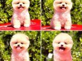 Pro Kan Teddy Face Pomerani̇an Yavrularimiz