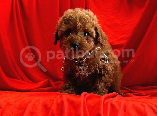 A Kali̇te Mi̇ni̇ Boy Toy Poodle Yavrularimiz görsel