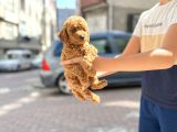 Muhteşem Toy Poodle Yavrularimiz