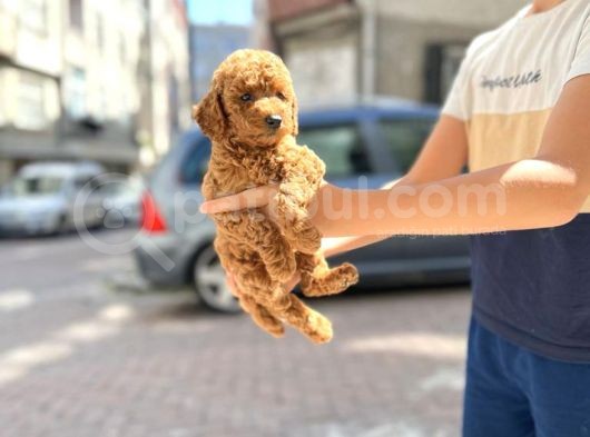 Muhteşem Toy Poodle Yavrularimiz görsel
