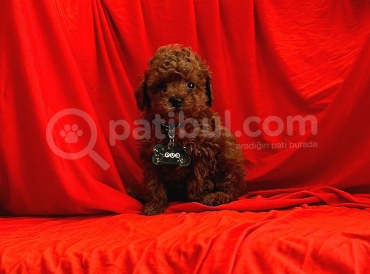 A KALİTE MİNİ BOY TOY POODLE YAVRULARIMIZ