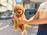 MUHTEŞEM TOY POODLE YAVRULARIMIZ